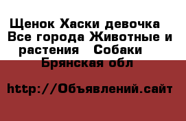 Щенок Хаски девочка - Все города Животные и растения » Собаки   . Брянская обл.